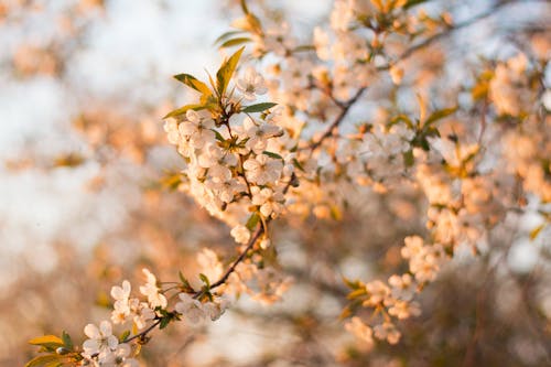 Selektive Fokusfotografie Von Weißen Kirschblütenblumen