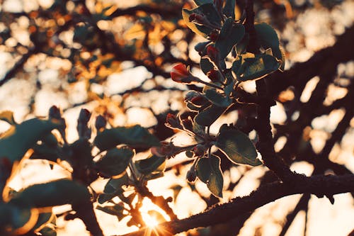 Free stock photo of apple tree, atmospheric, blue flowers