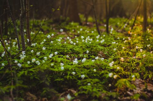 Free A serene forest floor covered with blooming white flowers under soft sunlight. Stock Photo
