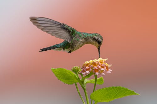 Foto d'estoc gratuïta de animal, au, colibrí