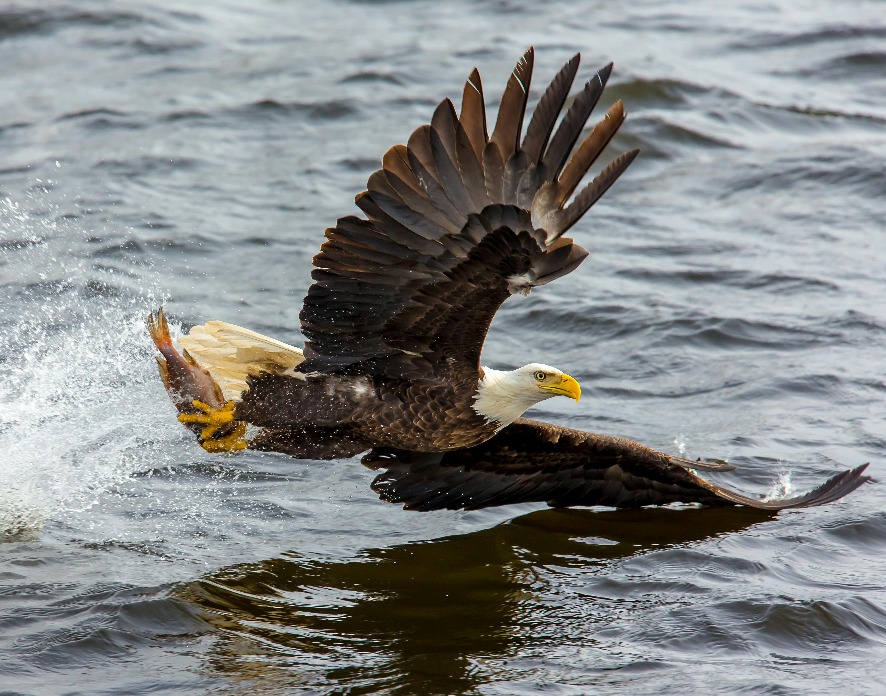 100 Astounding Eagle Images Pexels Free Stock Photos