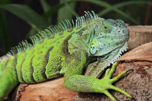 Green and Brown Iguana on Brown Tree Branch