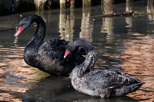 Free Two magnificent black swans with striking red beaks glide gracefully on a tranquil pond. Stock Photo