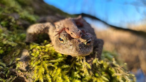 Foto d'estoc gratuïta de amfibi, animal, dinosaure