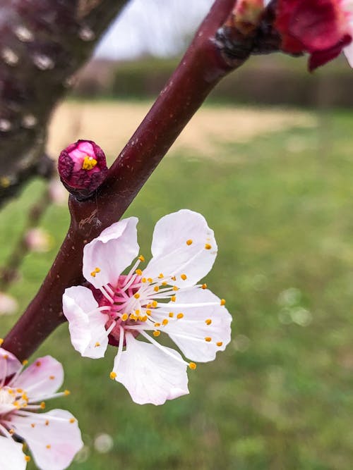 Close-Up Photo of Armenian Plum Flowers