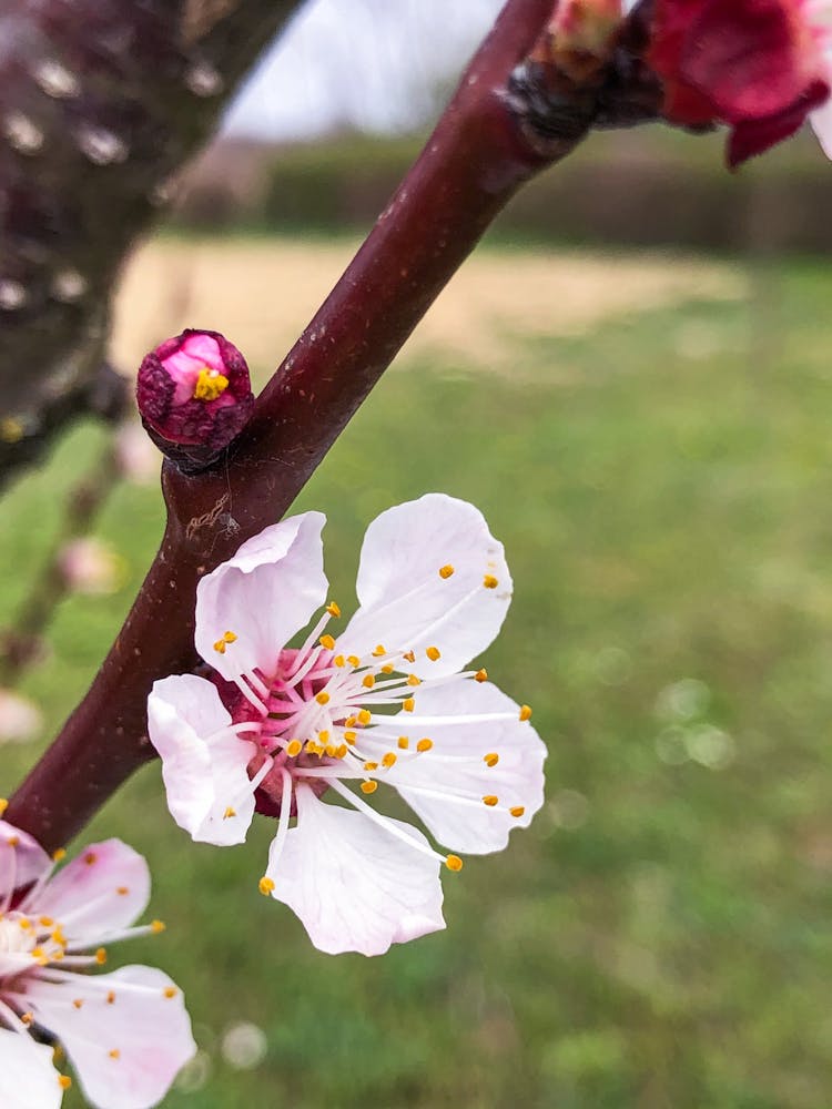 Close-Up Photo Of Armenian Plum Flowers