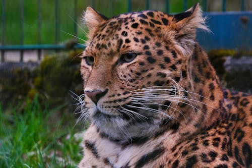 Free Close-Up Photo of a Leopard with White Whiskers Stock Photo