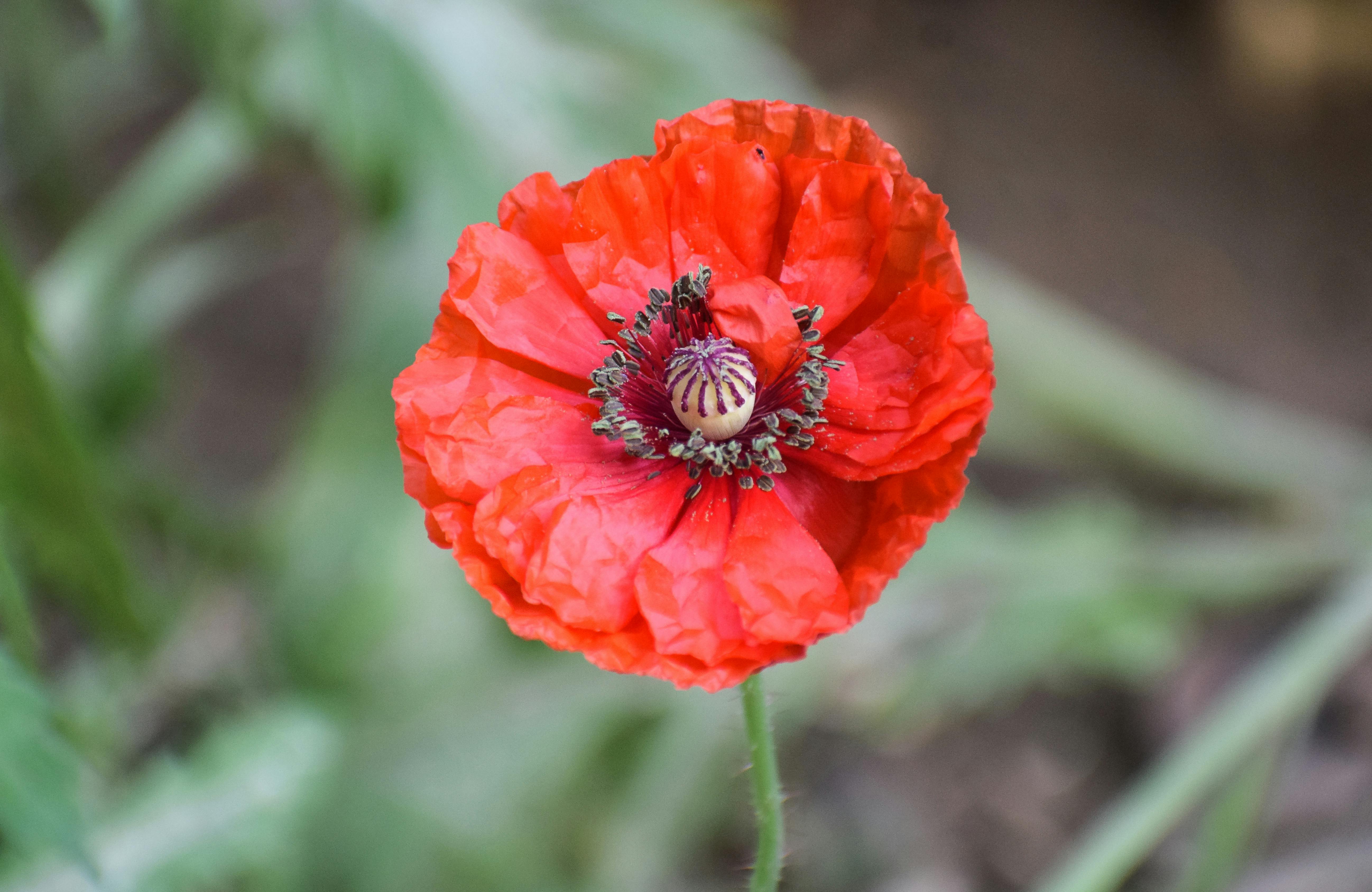 Macro Photography of Poppy Flower · Free Stock Photo