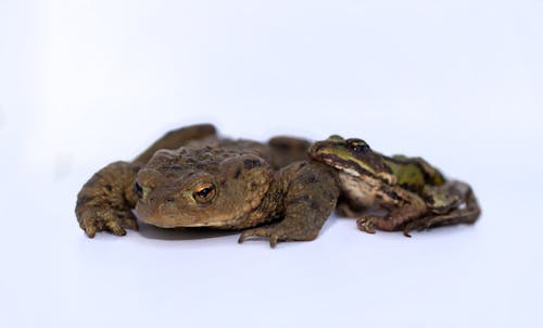 Free stock photo of amphibian, animal, macro Stock Photo