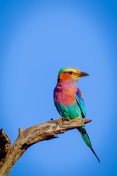 Gratis arkivbilde med fargerik, fugl, fuglfotografi