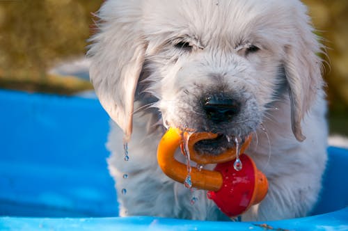 Free stock photo of baby dog, dog, golden retriever