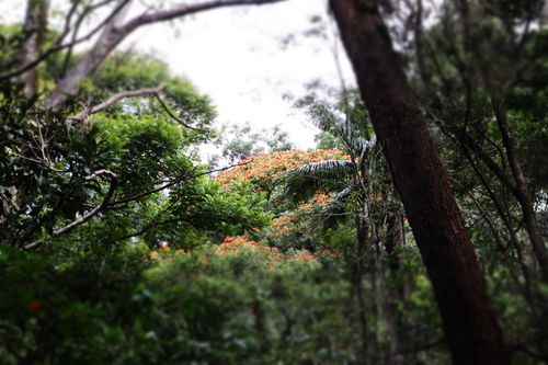 Free stock photo of ibirapuera park, parque do ibirapuera Stock Photo