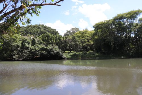 Free stock photo of ibirapuera park, parque do ibirapuera Stock Photo