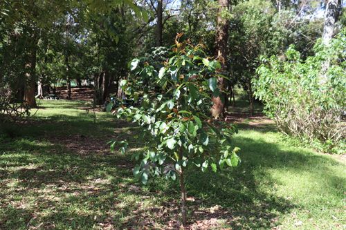 Free stock photo of ibirapuera park, parque do ibirapuera Stock Photo