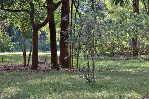 Free stock photo of ibirapuera park, parque do ibirapuera Stock Photo