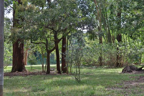 Free stock photo of ibirapuera park, parque do ibirapuera Stock Photo
