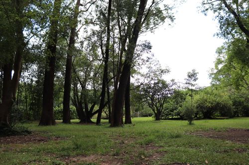 Free stock photo of ibirapuera park, parque do ibirapuera Stock Photo