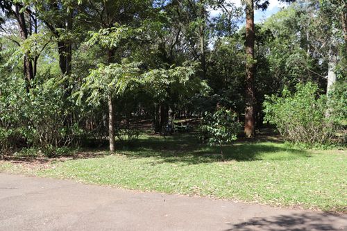 Free stock photo of ibirapuera park, parque do ibirapuera Stock Photo