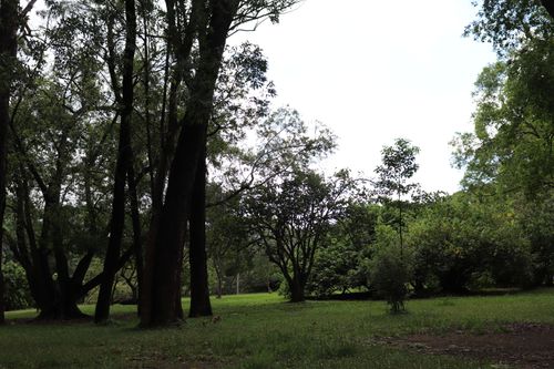 Free stock photo of ibirapuera park, parque do ibirapuera Stock Photo