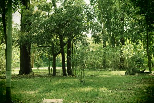 Free stock photo of ibirapuera park, parque do ibirapuera Stock Photo