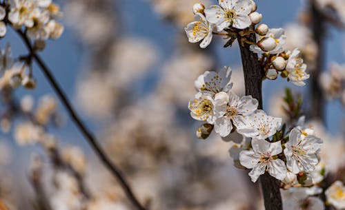 Free White Cherry Blossom in Close Up Photography Stock Photo