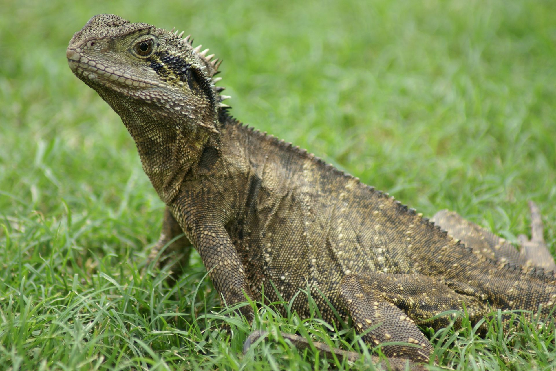 Detailed view of an Eastern Water Dragon (Intellagama lesueurii) resting on vibrant green grass.