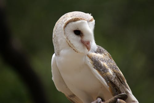 Free Barn Owl in Close Up Photography Stock Photo