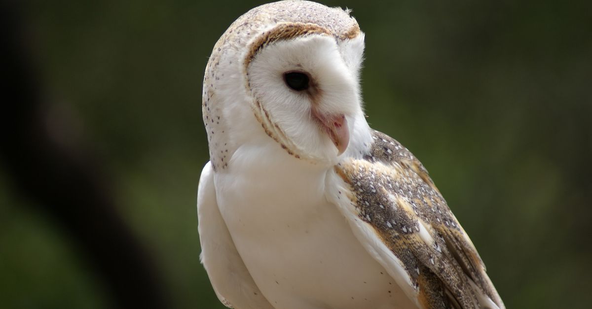 A barn owl's head tilted to the side against a blurred green background, displaying its distinctive white facial disc and dark eye.