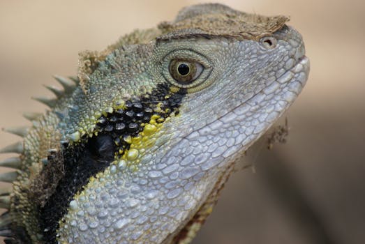 Detailed macro shot of a vibrant lizard showcasing scaly textures and natural colors.