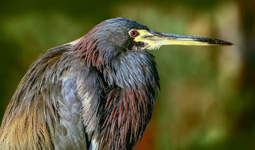 Black Bird in Close Up Photography