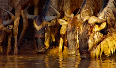 Active Senior Walking