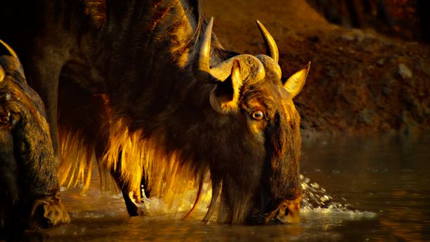 A wildebeest refreshes itself by drinking water at sunset in a serene natural habitat.