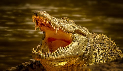 Close-up of a Crocodile with Its Mouth Wide Open 