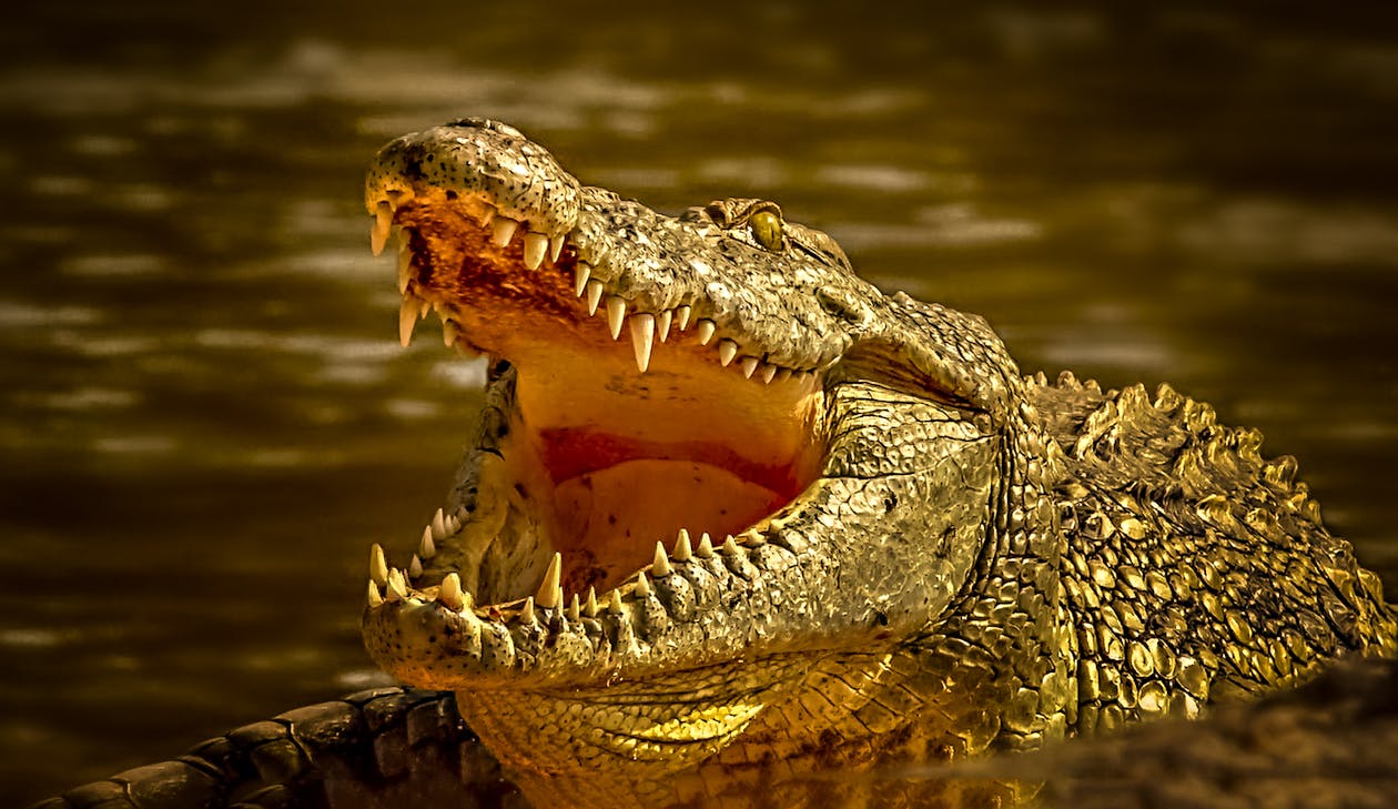 Close-up of a Crocodile with Its Mouth Wide Open 