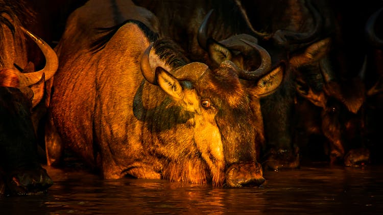 Buffalo Crossing River At Sunset