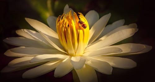 무료 곤충, 꽃 배경, 꽃 사진의 무료 스톡 사진