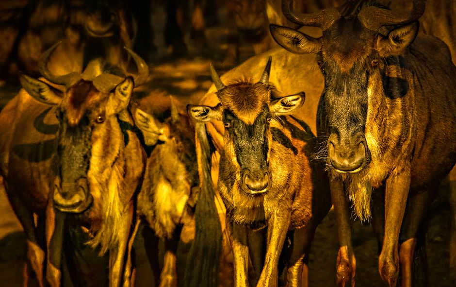 A detailed close-up shot of several wildebeests standing together, showcasing their distinctive horns and fur patterns.