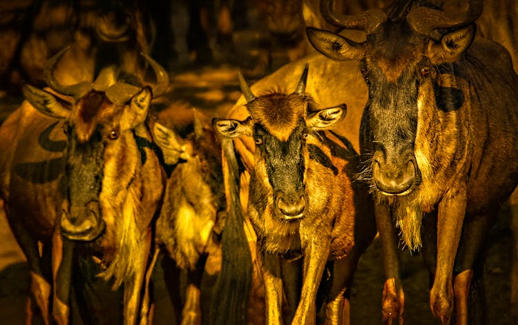 Close-up Of A Wildebeest Herd 