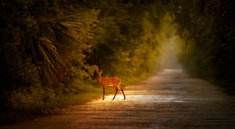 Deer On Road In Forest