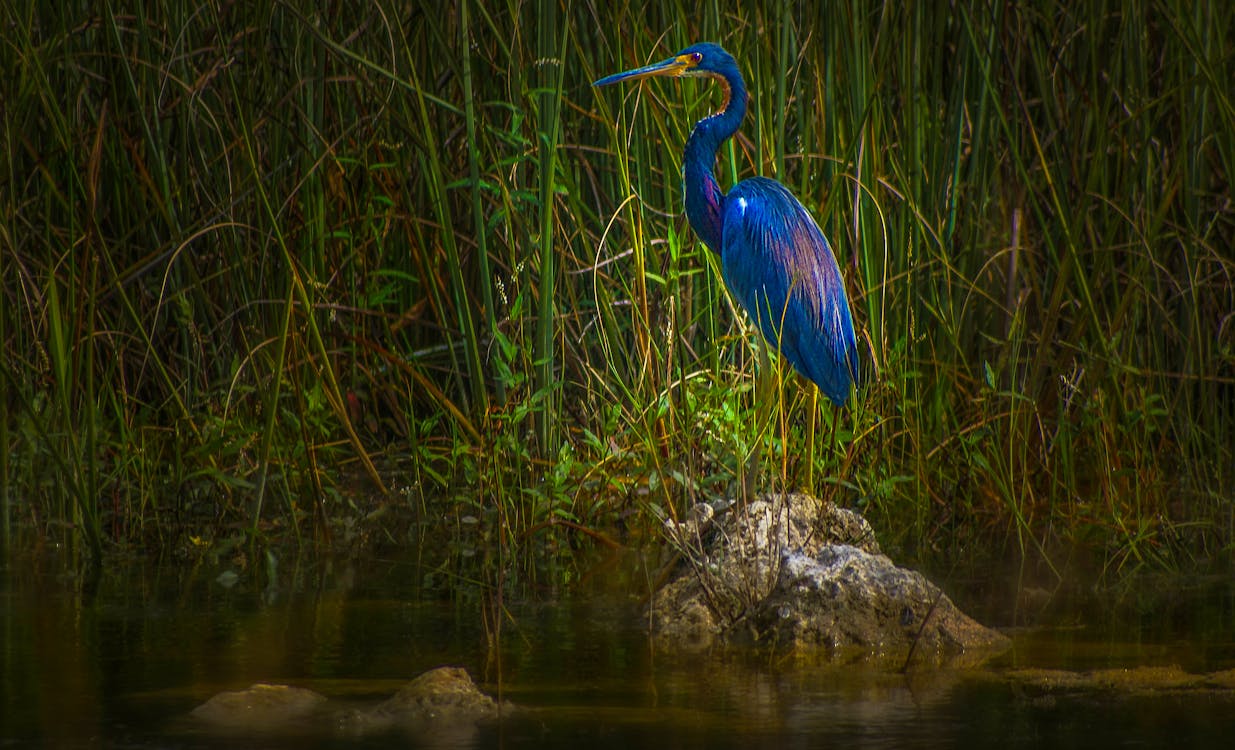 Colorful Heron on Swamp ยท Free Stock Photo Biology Diagrams