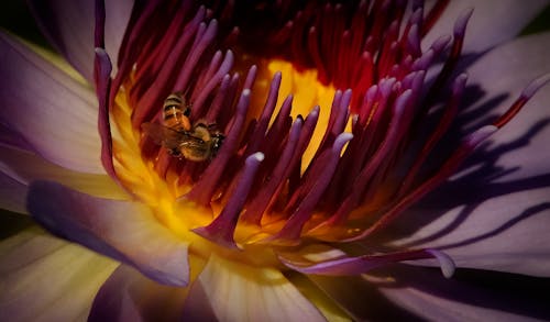 Close-up Photo of Bees on Flowers