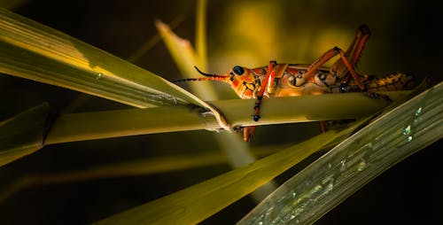 Ücretsiz aşırı yakın çekim, böcek, çekirge içeren Ücretsiz stok fotoğraf Stok Fotoğraflar