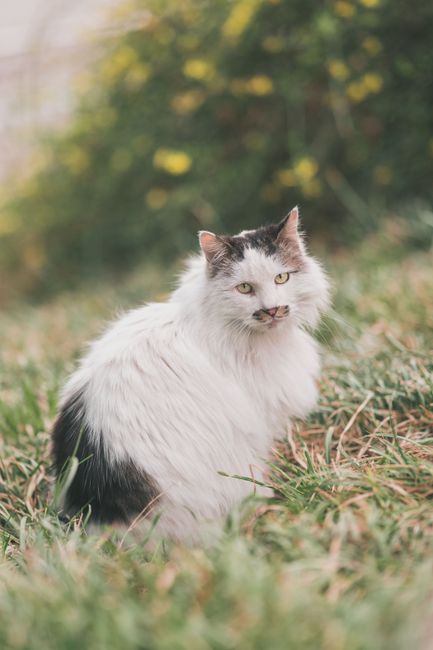 A fluffy white and black cat sitting outdoors on green grass in a park setting.
