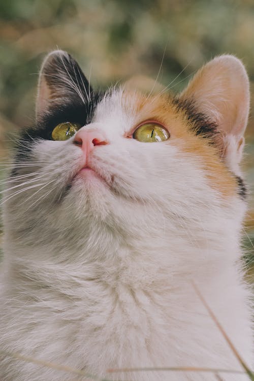 Close-Up Shot of a Tabby Cat