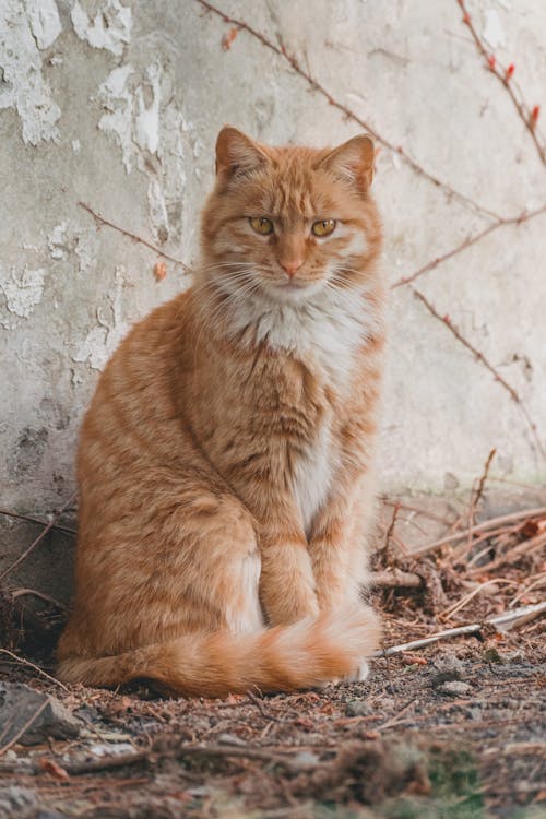 A Cat Sitting Outdoors