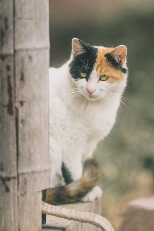 Portrait of a Cat Sitting