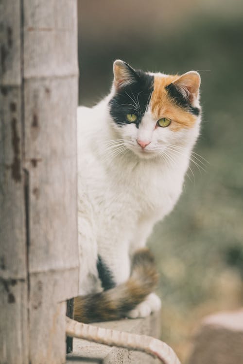 Kostenloses Stock Foto zu haustier, katze, porträt