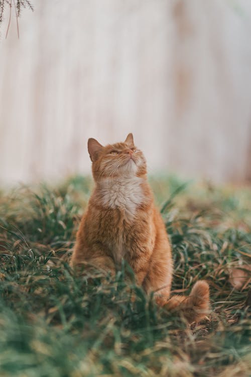 Portrait of a Cat Sitting Outdoors