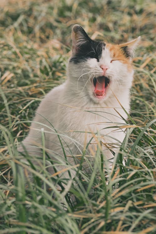 Kostenloses Stock Foto zu gähnen, gras, hauskatze