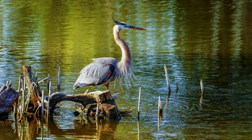 Close-up of a Great Blue Heron